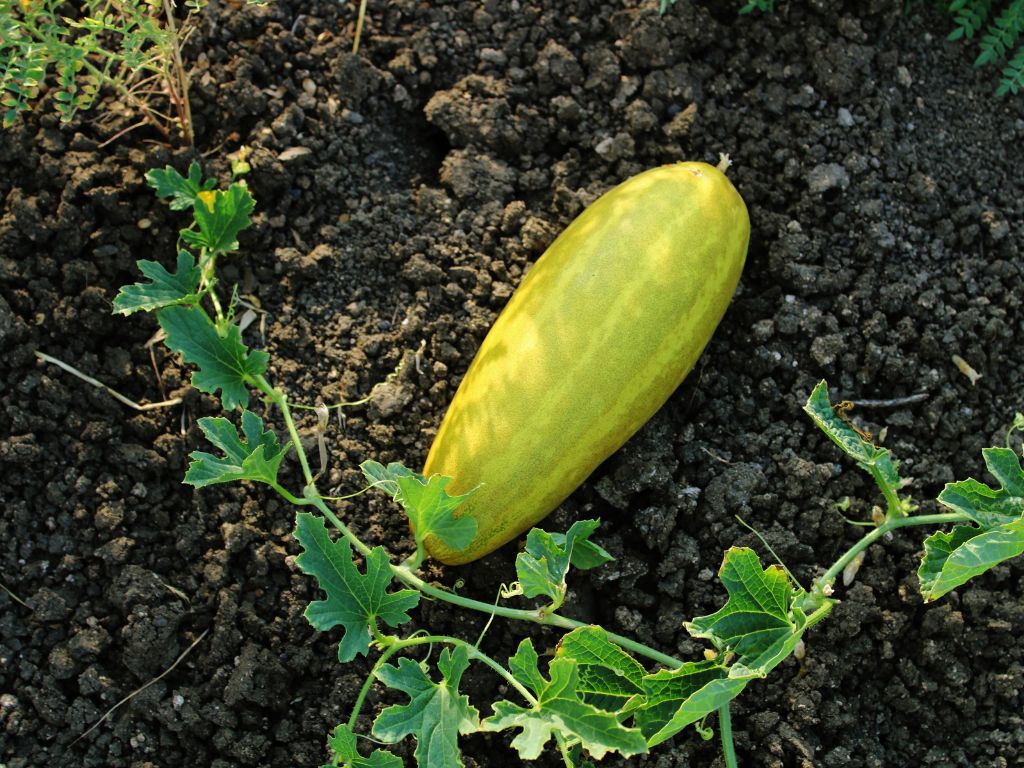 Auf Ackerboden liegt eine große, rundliche Gurke in gelber Farbe