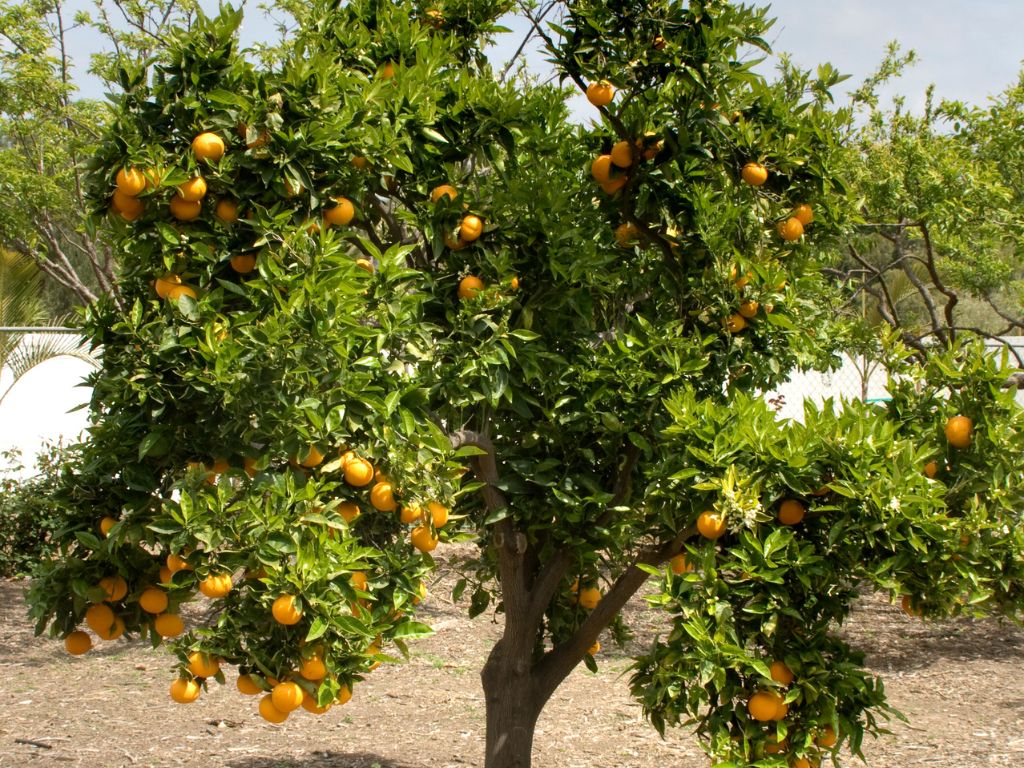 Orangenbaum, blattreiche Krone, zahlreiche reife Orangen