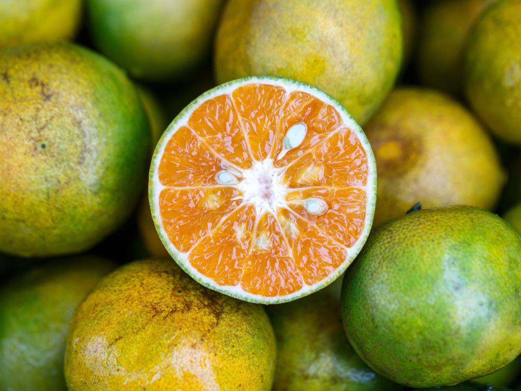 mehrere Orangen, reif, aber mit grüner Farbe. Eine Orange ist aufgeschnitten. zu sehen ist das orangene Fruchtfleisch mit Samen.