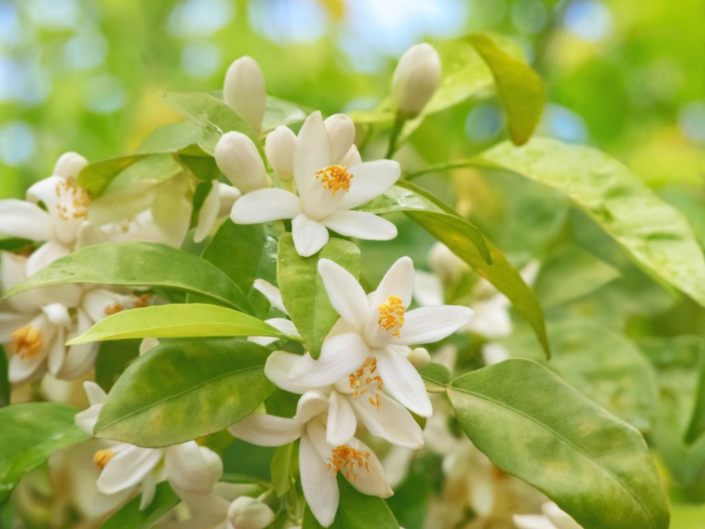 Blüten des Orangenbaumes: weiße, schmale Blütenblätter mit gelbem Stempel, längliche grüne Blätter