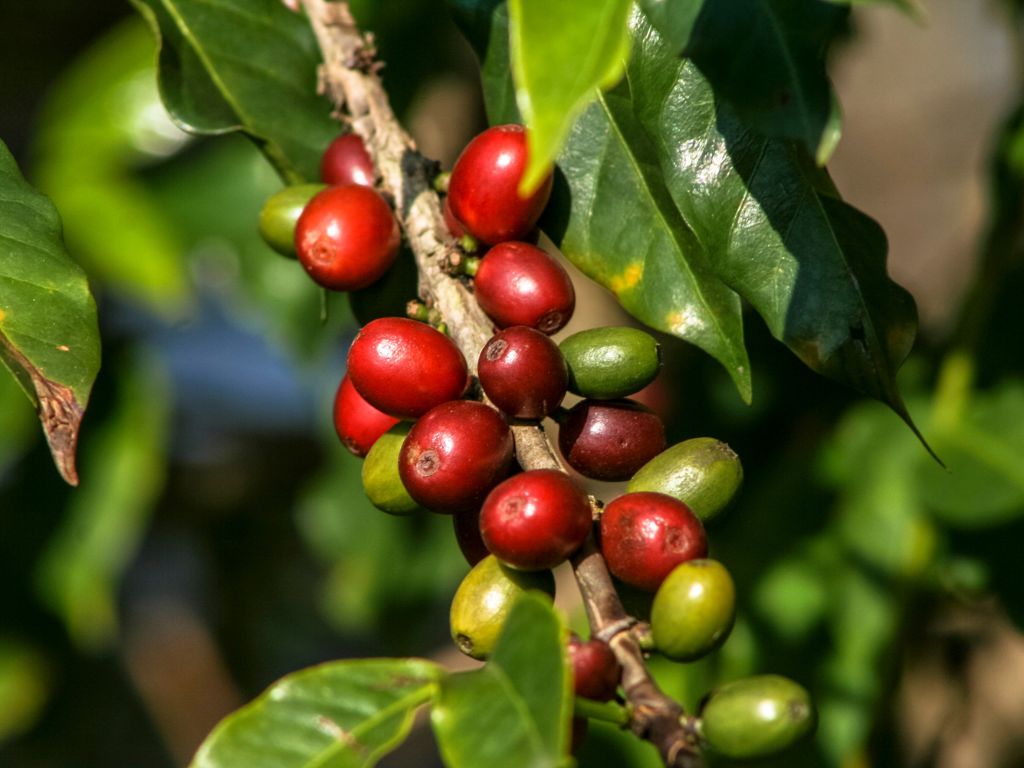 Am Ast des Kaffeebaums wachsen zahlreiche Kaffeekirschen. Einige sind noch grün, andere dunkelrot.