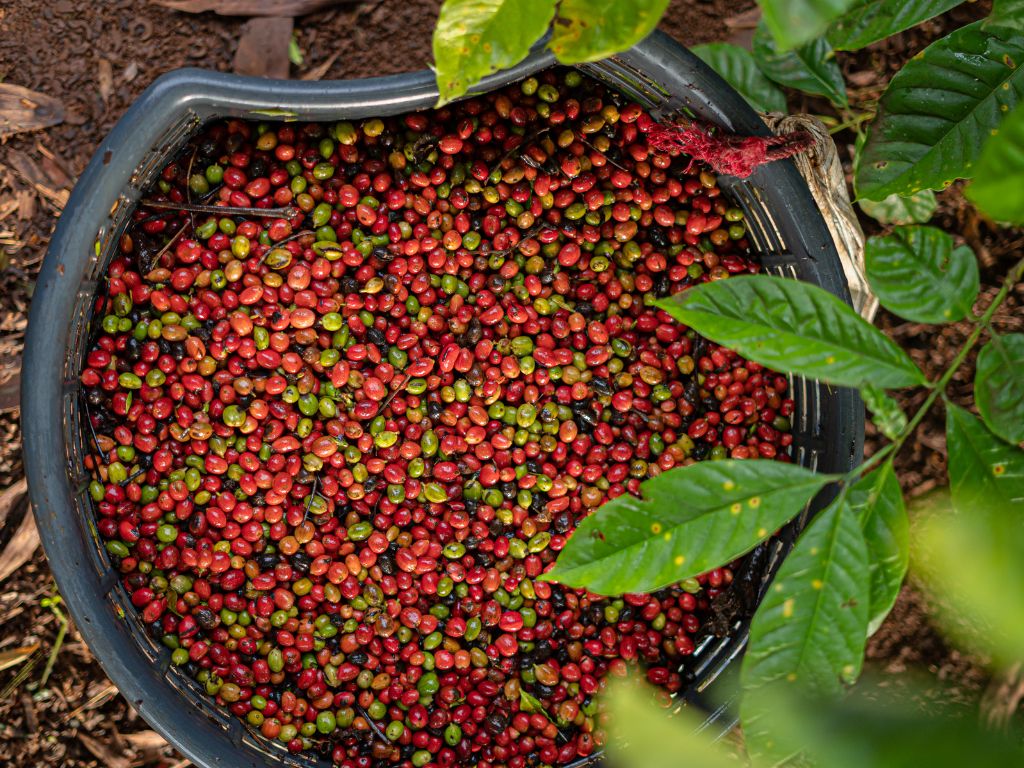 In einem großen Eimer liegen zahlreiche geerntete Kaffeekirschen - grüne, rote und sehr dunkle.