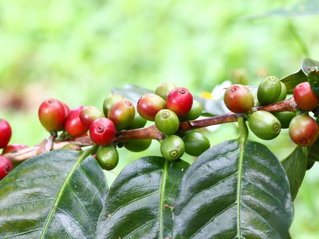 Am Ast des Kaffeebaums wachsen zahlreiche Kaffeekirschen. Einige sind noch grün, andere dunkelrot.