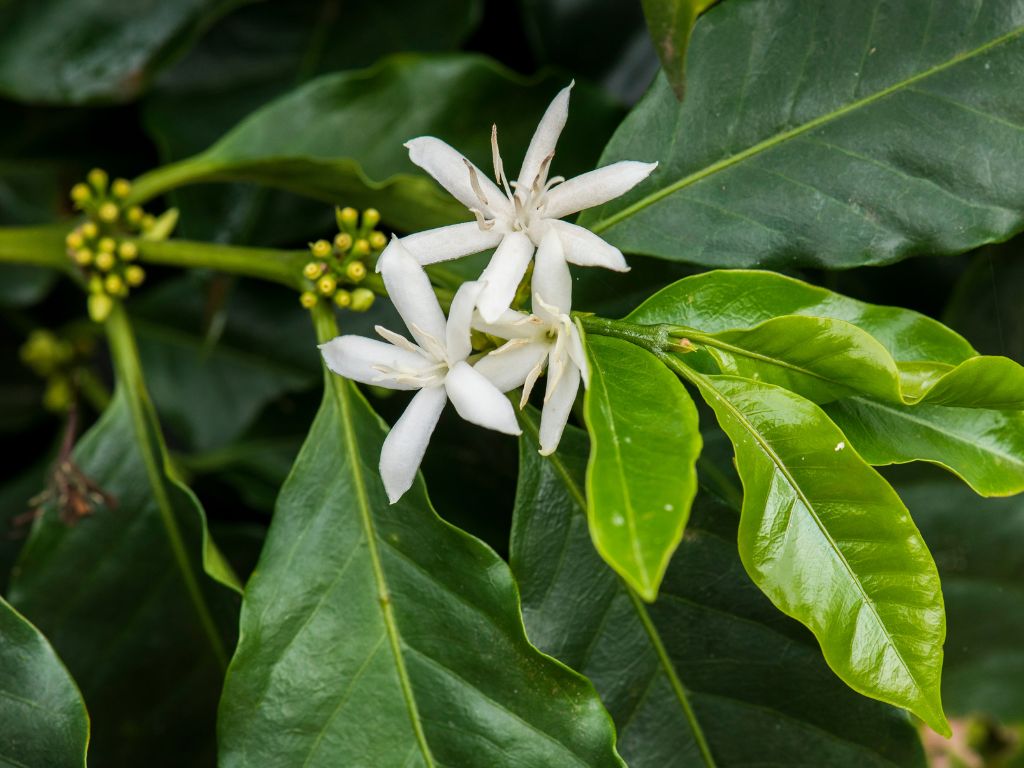 Blüte des Kaffeebaums: weiße Blüte mit sechs abstehenden, schmalen Blütenblätter. Glänzende Blätter