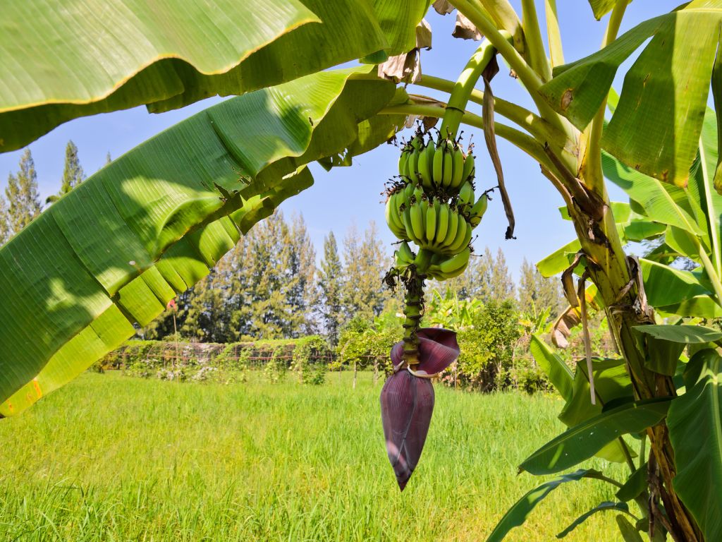 An Bananenstaude hängt ein Büschel mit zahlreichen Bananen, am Ende des Büschels violette Blüte
