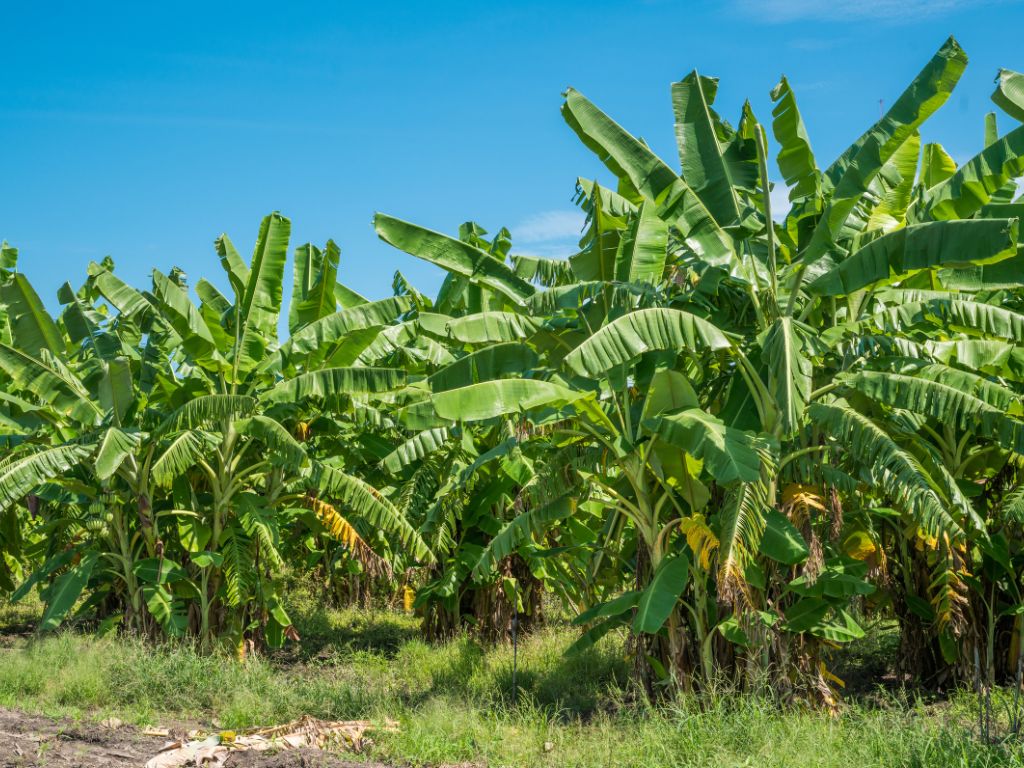 Mehrere große Bananenstauden, große Blätter, einige grüne Bananen