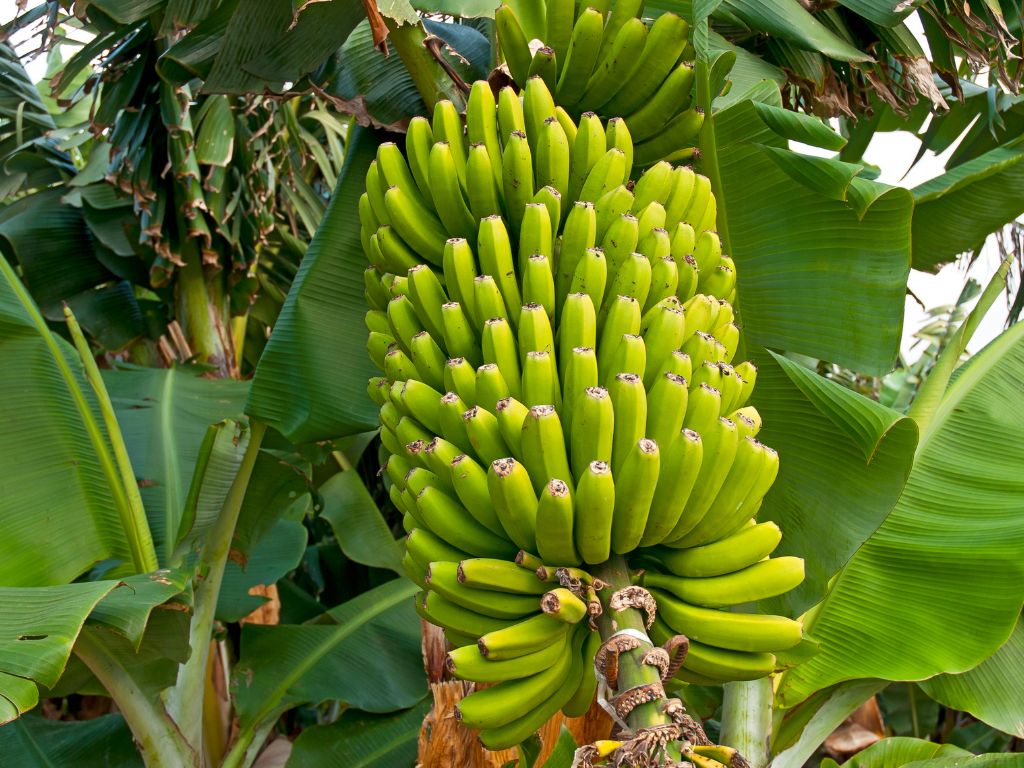 An einem Büschel wachsen zahlreiche Bananen, alle noch grün