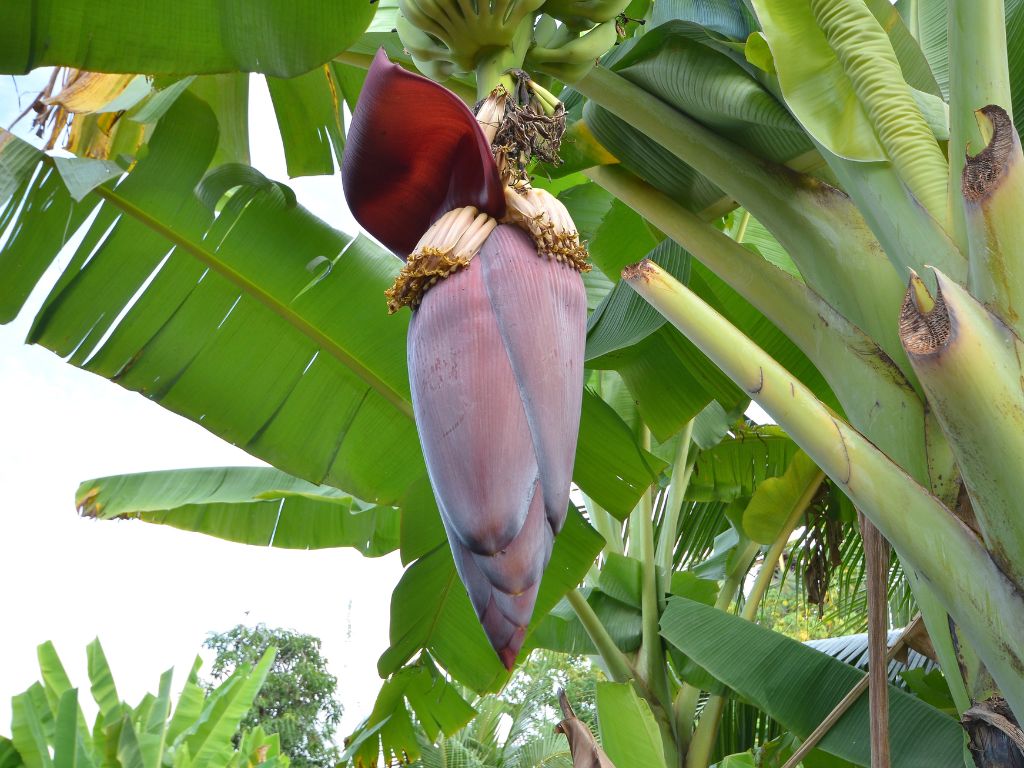 große violette, nach unten hängende, geschlossene Bananenblüte, große Staudenblätter