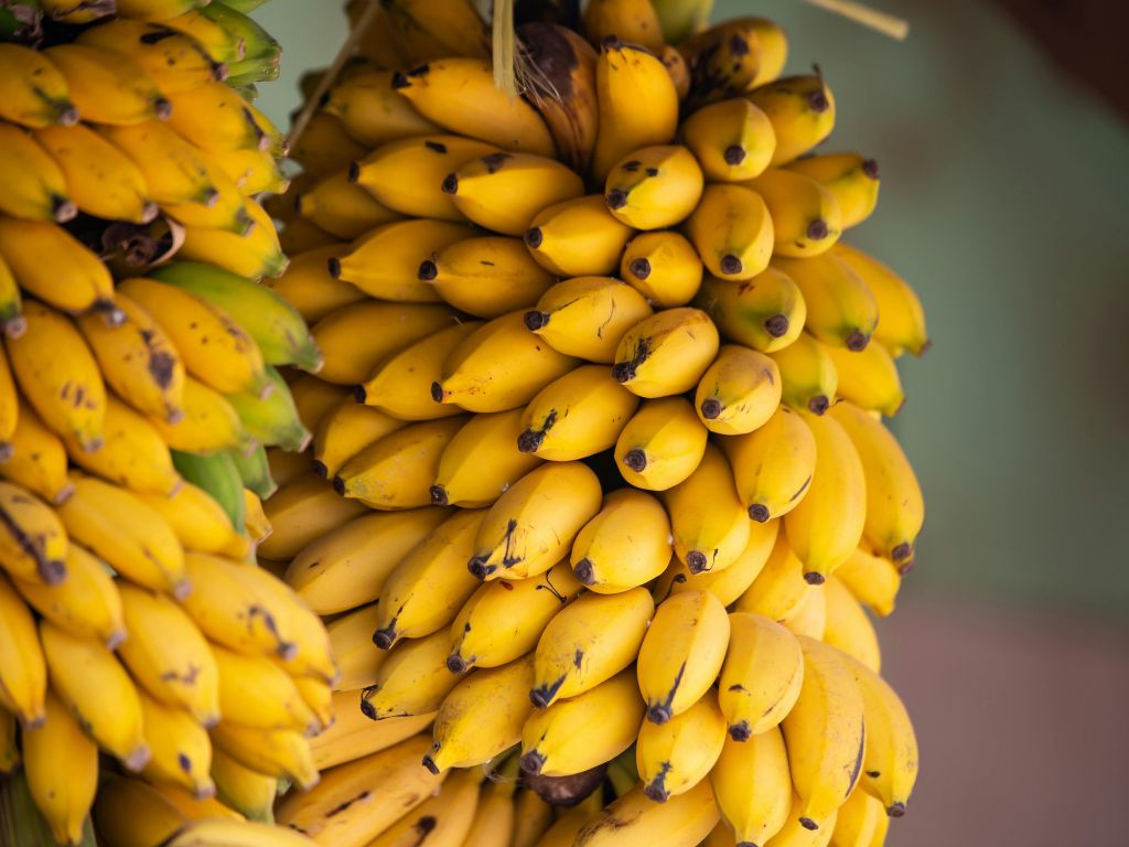 Ein Büschel voll mit kleinen, reifen, gelben Bananen.