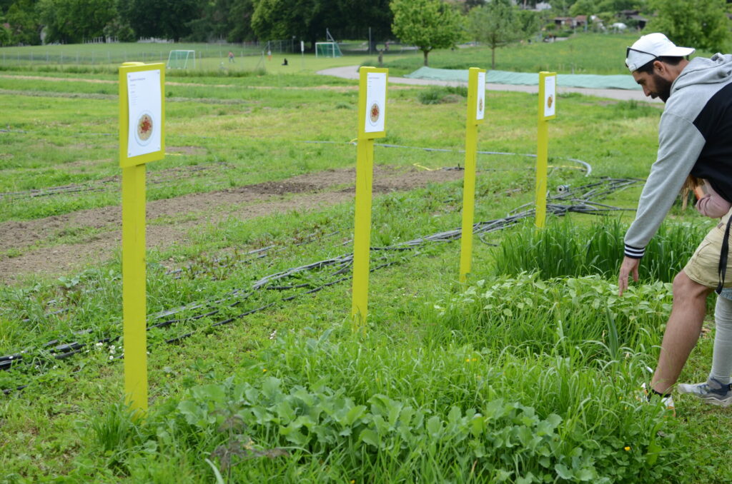 Several small beds are laid out with signs showing the dishes grown. A man looks at the plots.