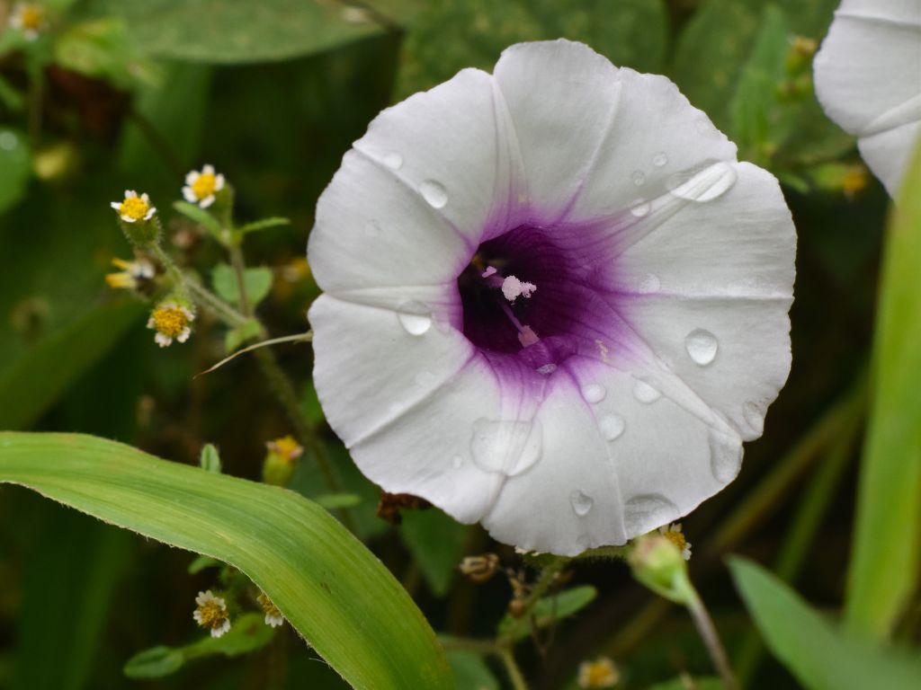 Blüte der Süßkartoffelm, rund, weiße Blütenblätter mit violettem Zentrum