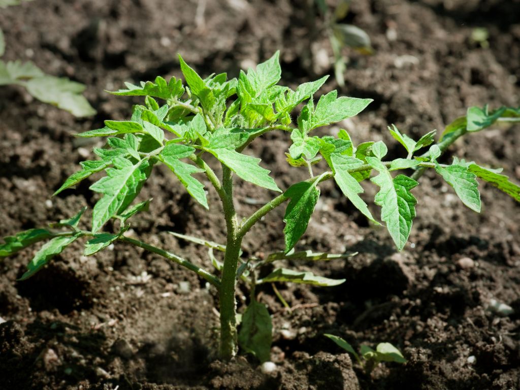 kleine Tomatenpflanze, sprießend aus Ackerboden