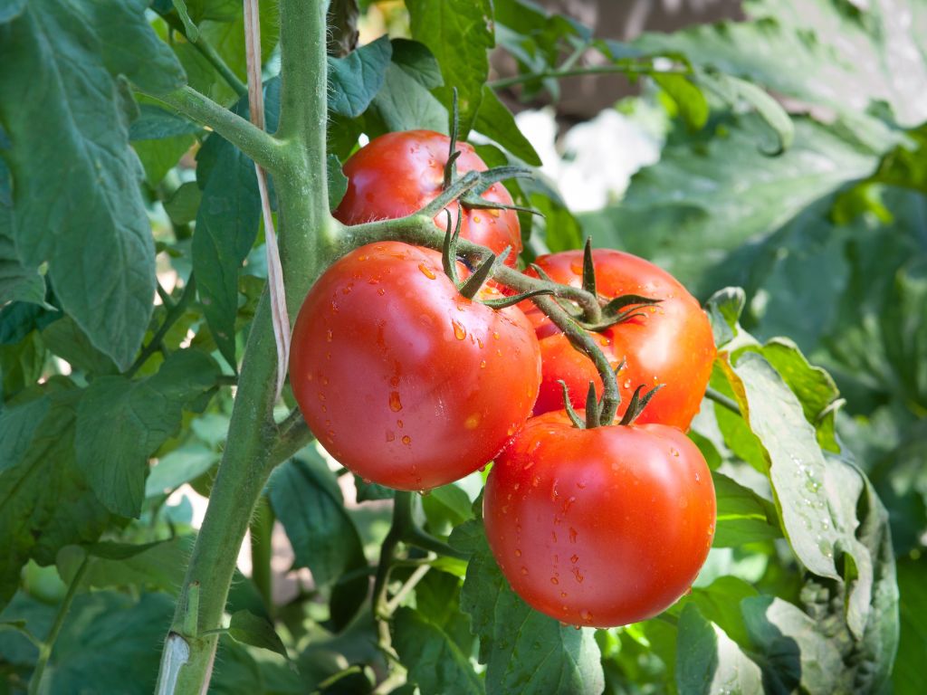 vier große, rote Tomaten an der Pflanze, grüne Blätter