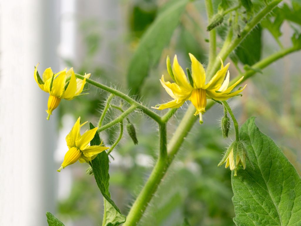 gelbe Blütenblätter, zarte, kleine mit Stempel, feine Härchen an Tomatenpflanze