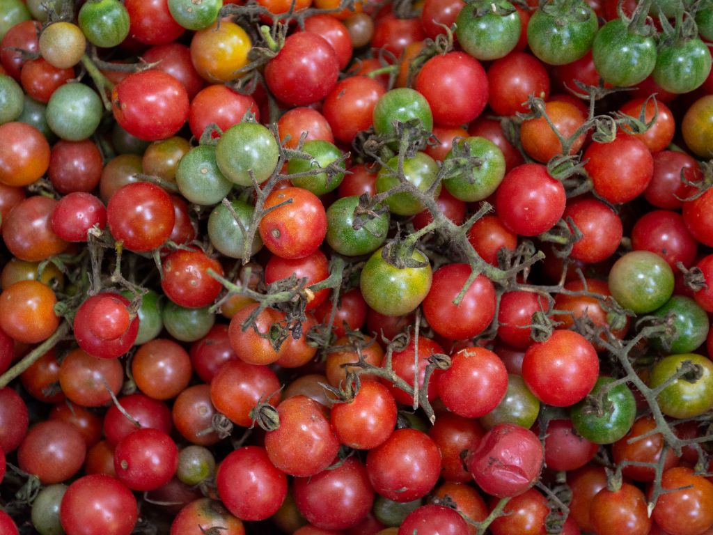 kleine Tomaten an Stängeln, viele grüne und rote, ein paar gelbe