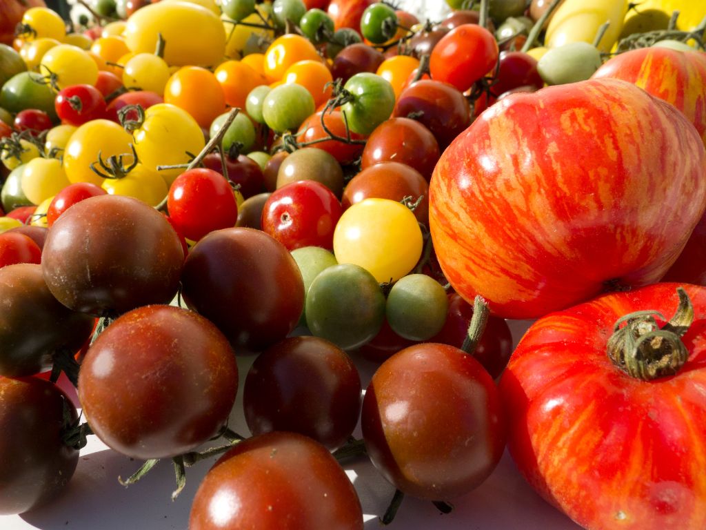 viele Tomaten, kleine, große, gelbe, grüne, rote, gemusterte Tomaten