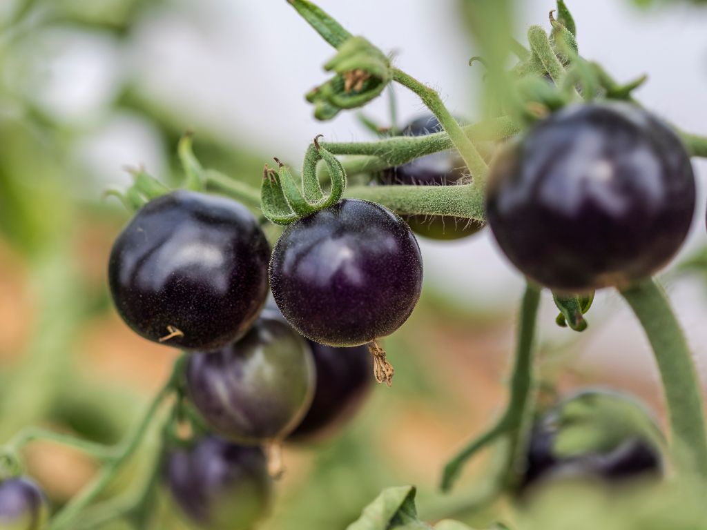kleine Cocktailtomaten in sehr dunkler, violetter Farbe