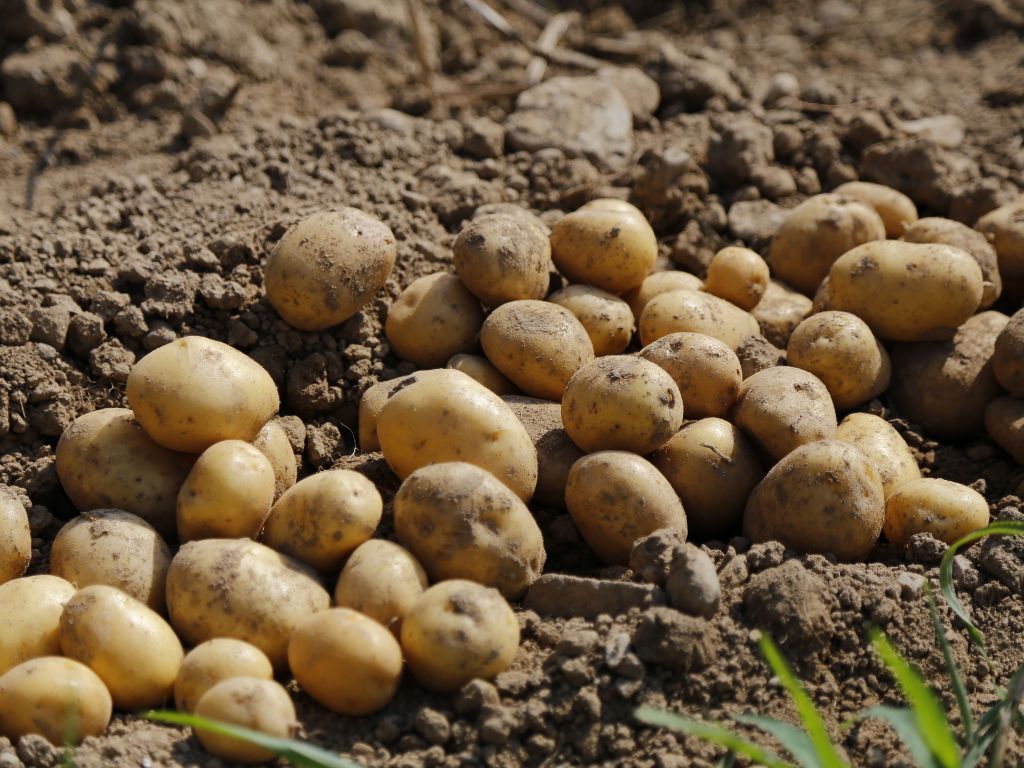 Auf dem Ackerboden liegen etwa 30 geerntete Kartoffeln.