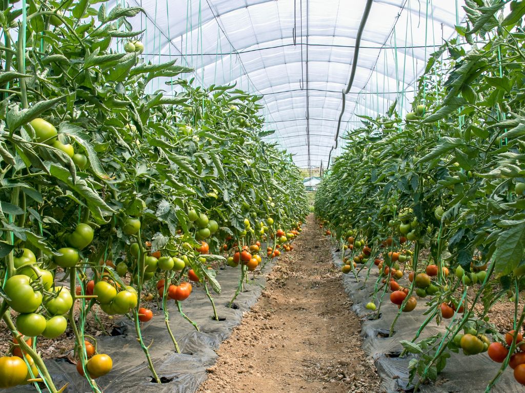 zahlreiche Tomatenpflanzen, grüne und reife, rote Früchte, großen Gewächshaus