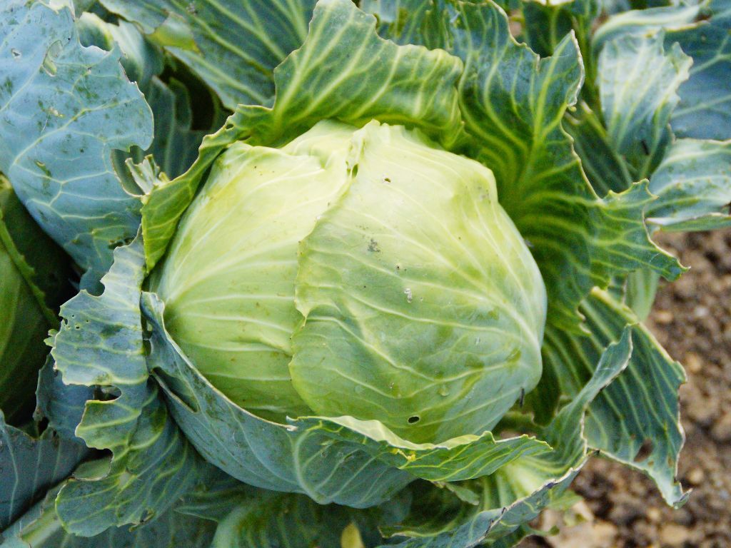 großer Kohlkopf auf dem Acker, runder Kohl, äußere Blätter dunkler