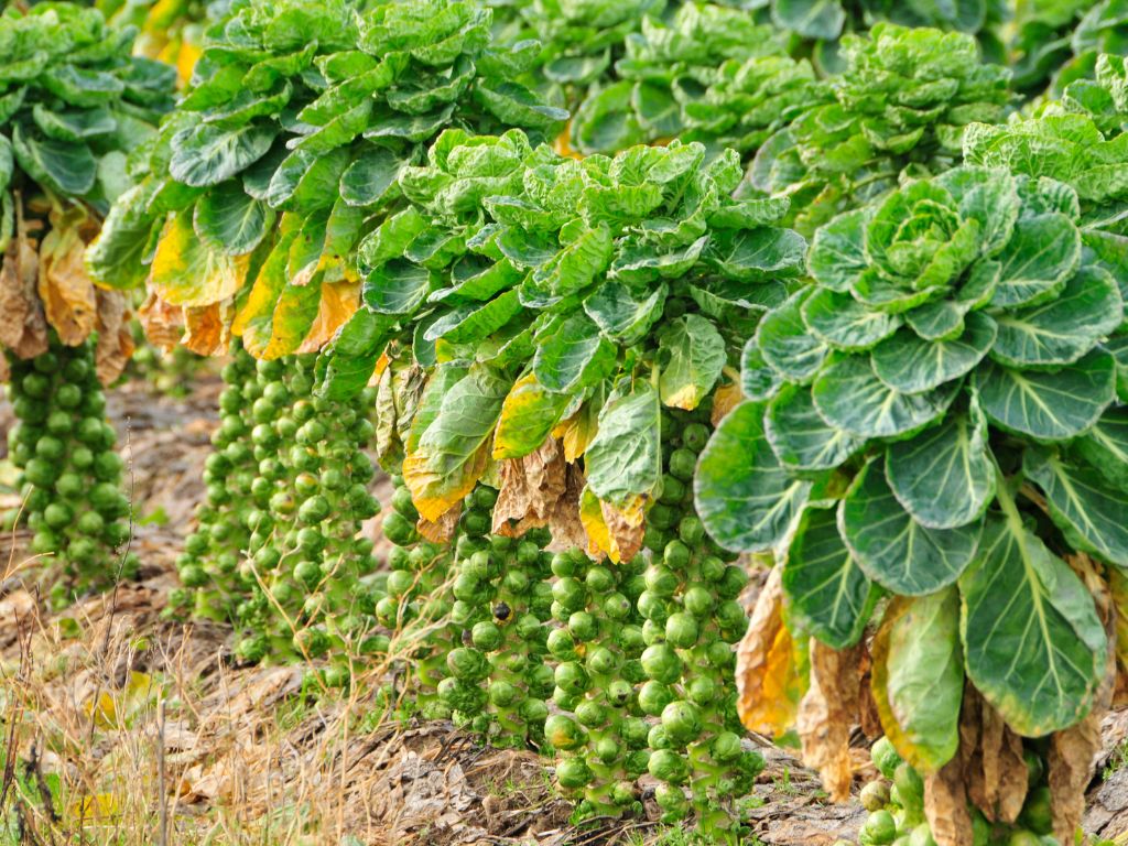 Rosenkohlpflanzen auf einem Feld, zahlreiche kleine Rosenkohl-Knospen hängen an der Pflanze