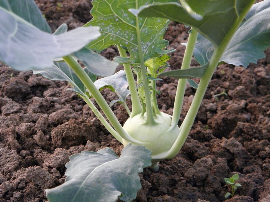 Eine Kohlrabi-Knolle auf dem Acker, runde Knolle mit daraus wachsenden großen Blättern