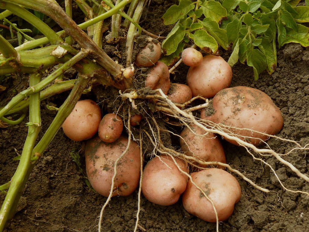Eine Kartoffelpflanze ist auf dem Foto zu sehen. zu sehen sind die Stängel mit Kartoffeln an der Wurzel - die Pflanze wurde aus der Erde gezogen.