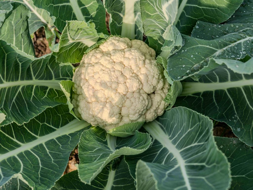 ein Blumenkohl, weiße Röschen bilden den zentralen Kopf, große grüne Blätte an allen Seiten