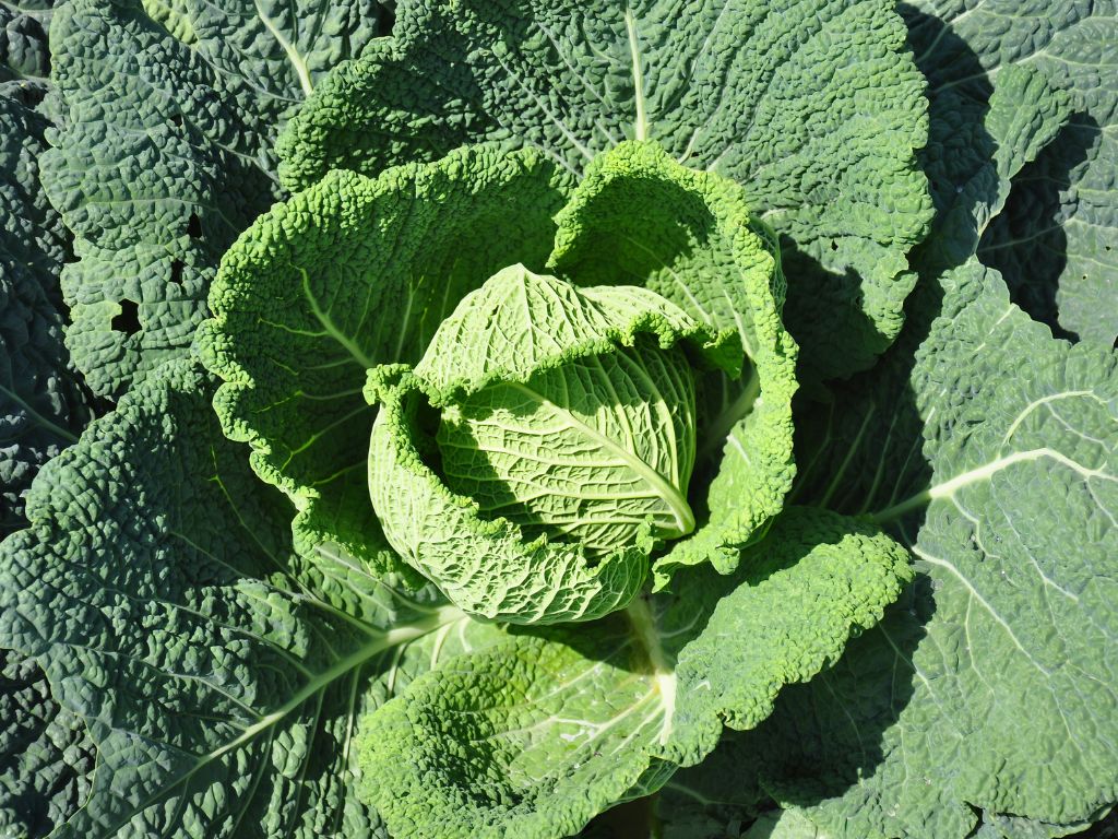 Ein Wirsing Kohlkopf, großer Kohlkopf mit großen, gekräuselten Blättern