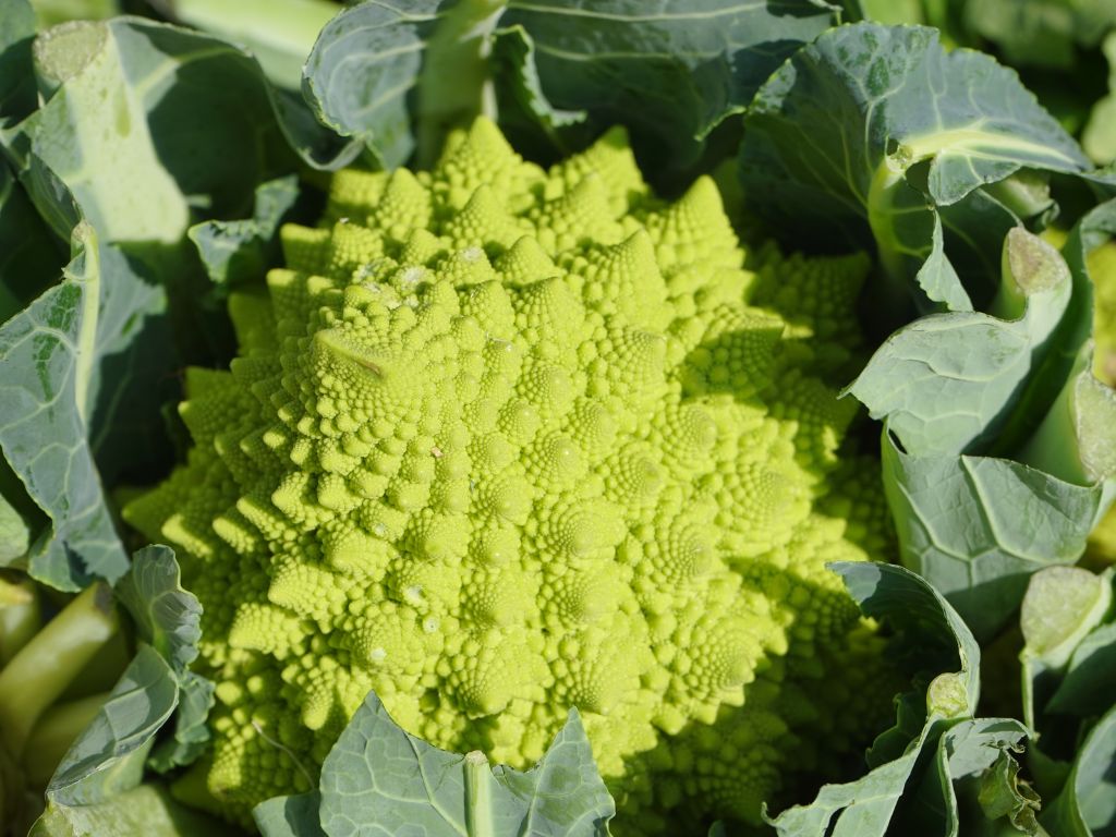 Ein Kopf mit spitz zulaufenden, hellen Röschen: der Romanesco