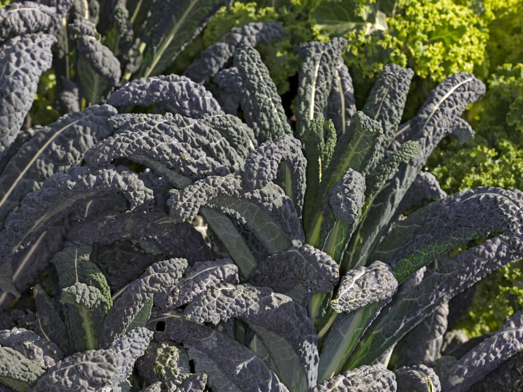 längliche, violett bis schwarz angelaufene Blätter: mehrere Palmkohl-Pflanzen