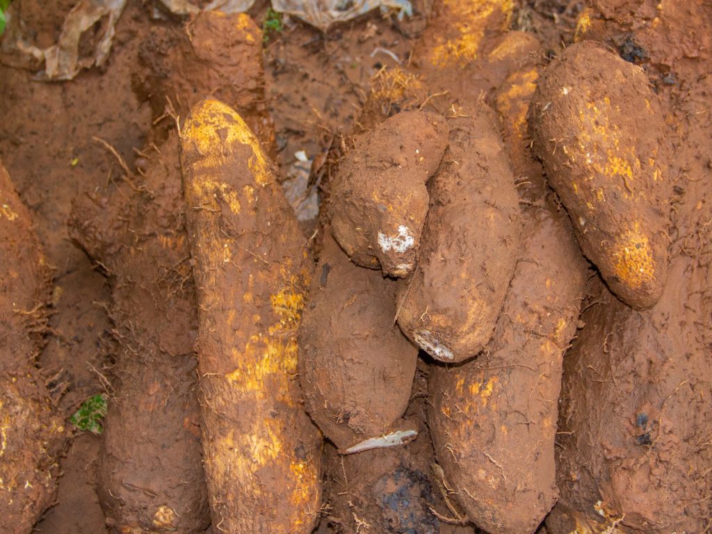 afrikanische Yamswurzeln, große Knollen mit brauner Haut, voll mit Erde