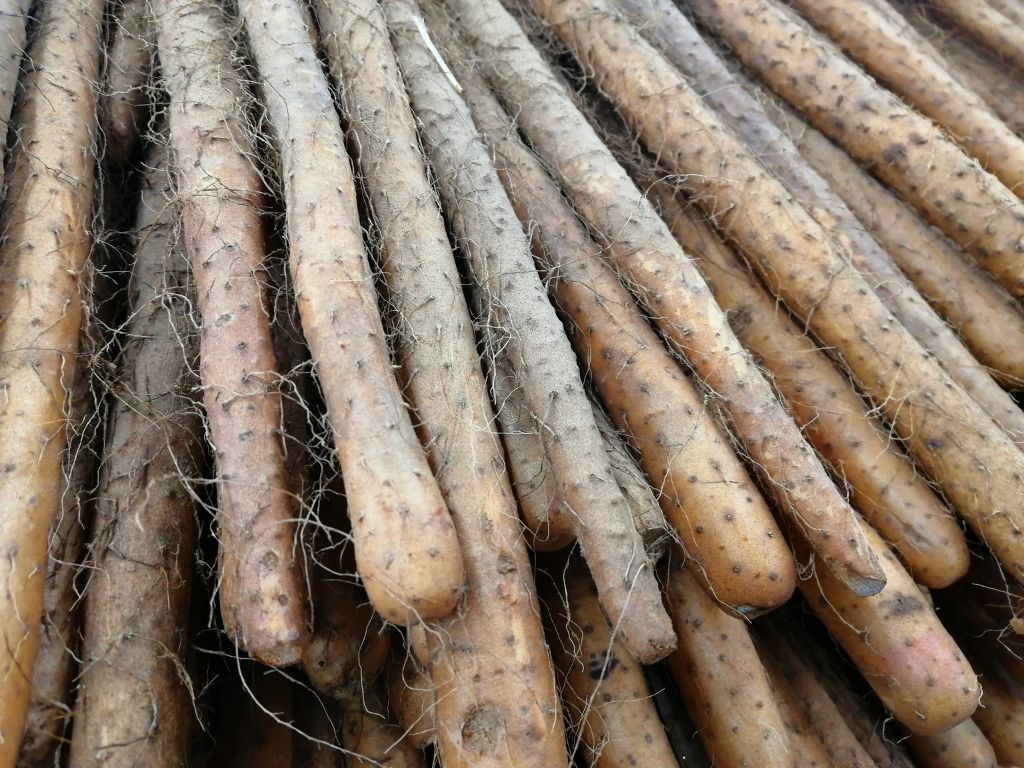 lange, dünne Yamswurzeln mit kleinen Wurzelhaaren, chinesischer Yams, Lichtwurzel