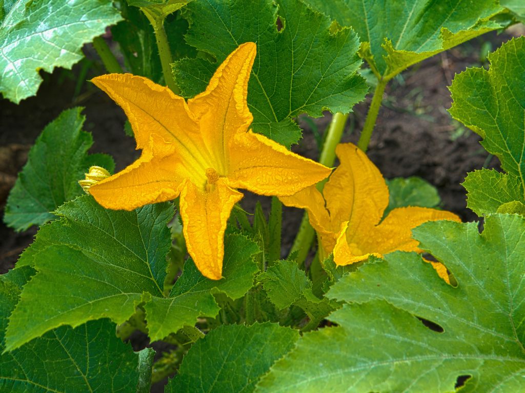 gelbe Kürbisblüte, fünf Blütenblätter. große grüne Blätter der Kürbispflanze