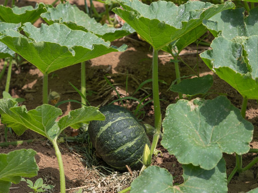 rankende Kürbispflanze, zahlreiche Blätter, ein grüner Kürbis