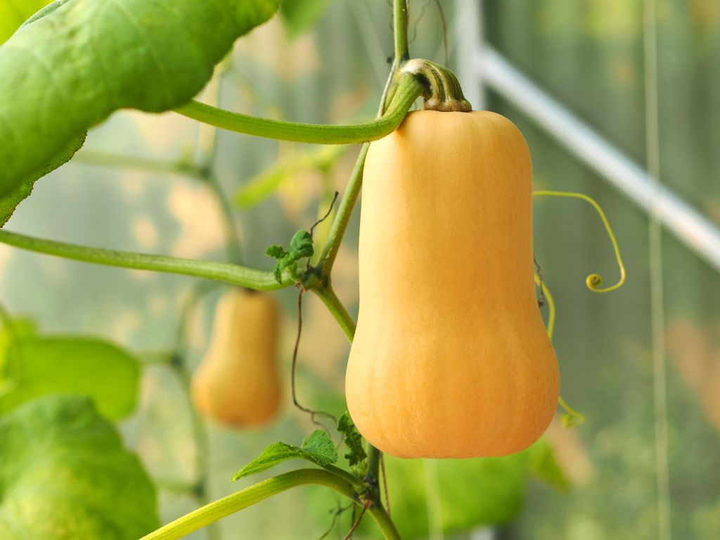 Butternut-Kürbis hängt an Kürbispflanze