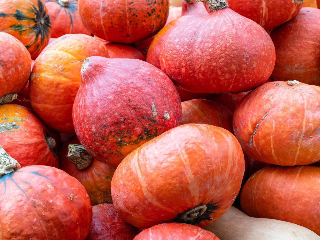 mehrere Hokkaido-Kürbisse auf einem Stapel, kleine, runde rot-orangene Kürbisse