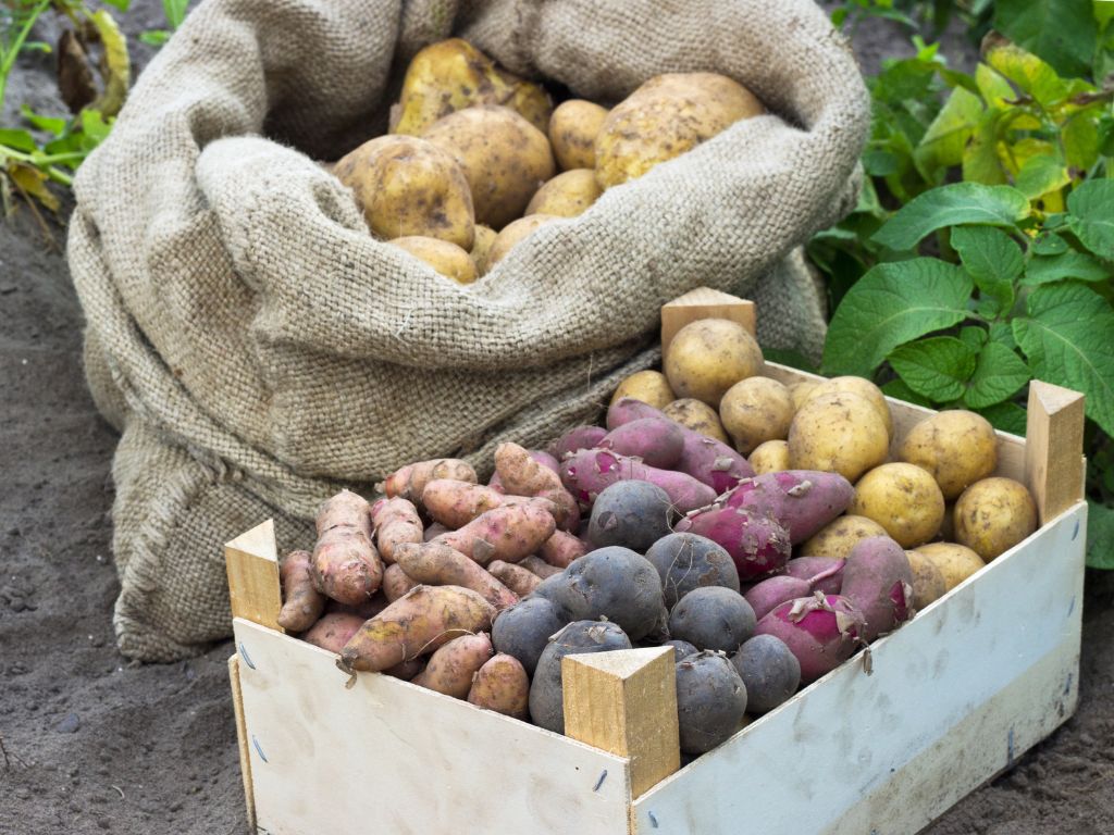 Auf dem Foto ist eine Kiste mit unterschiedlichen Kartoffelsorten auf dem Acker zu sehen: Auf dem Foto sind Kartoffeln in vier Farben und verschiedenen Formen zu sehen: runde gelb-braune, längliche in rosa, runde dunkelviolette und längliche zartrosa Kartoffeln. Dahinter steht ein Kartoffelsack.
