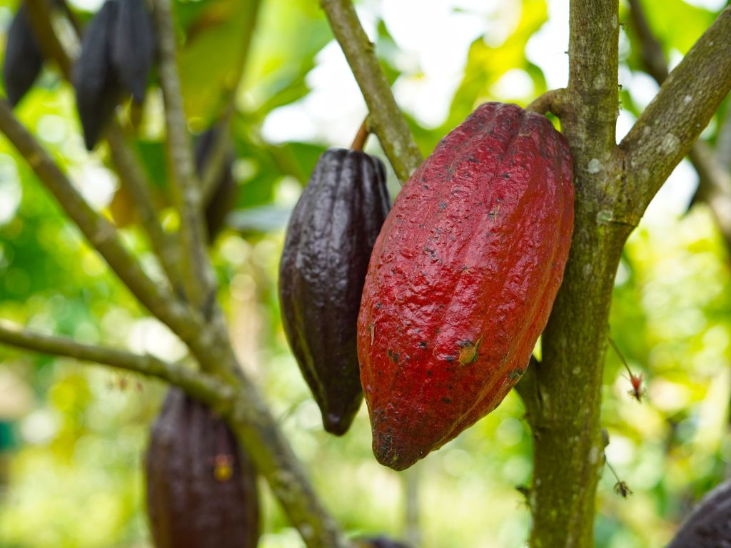 eine rote Kakaofrucht am Kakaobaum, im Hintergrund weitere Früchte