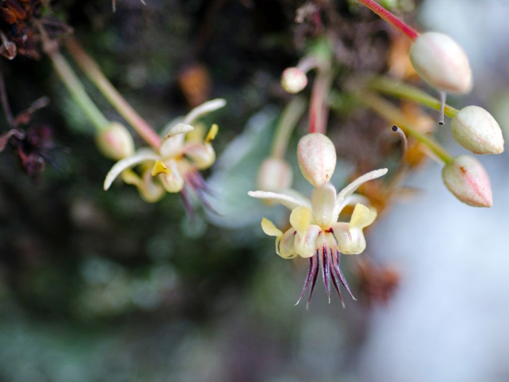 Blüte des Kakaobaums, feine weiße Blütenblätter, Stempel mit violetten Haaren