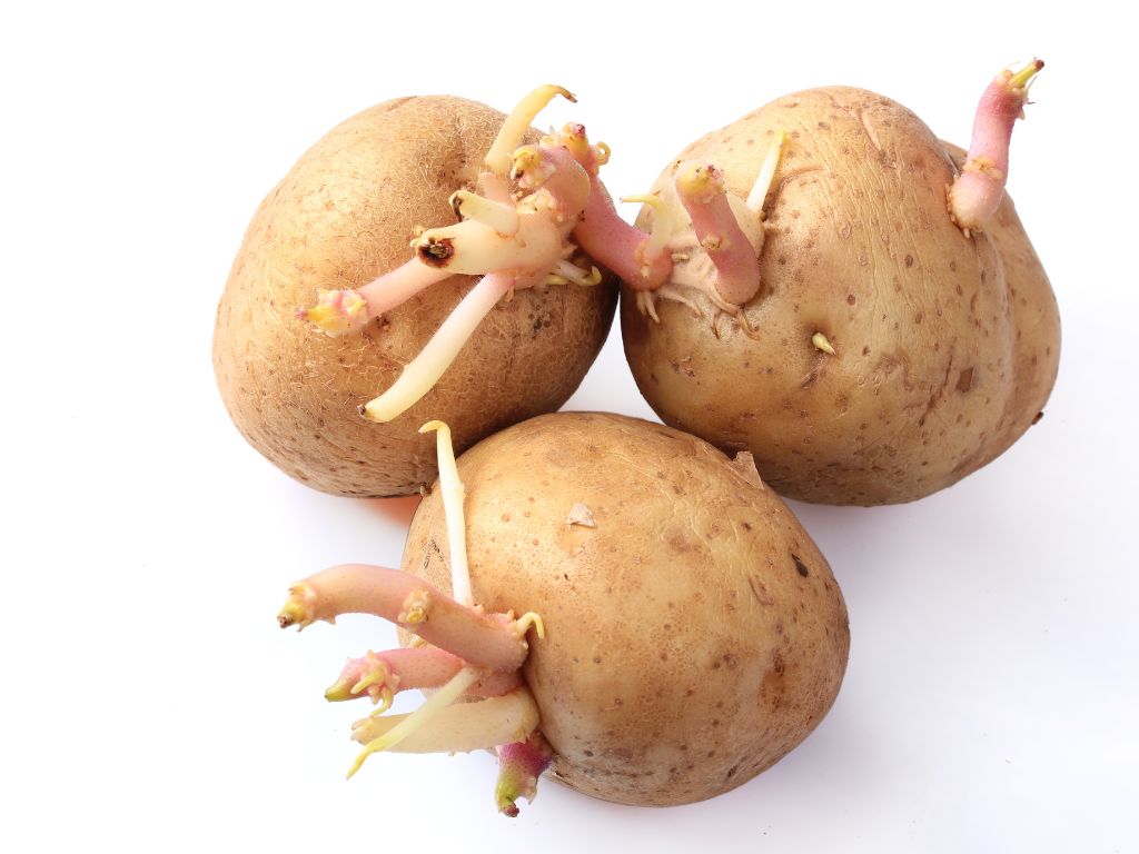 Drei Kartoffeln sind abgebildet, aus denen Keime sprießen.