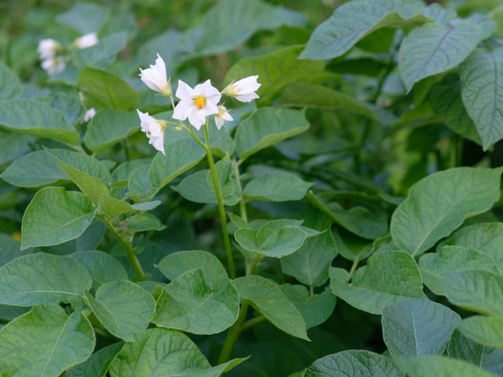 Auf dem Foto sind Kartoffelpflanzen - dunkelgrüne, blattreiche Pflanzen mit weißen Blütenblätter und gelbem Blütenstempel.