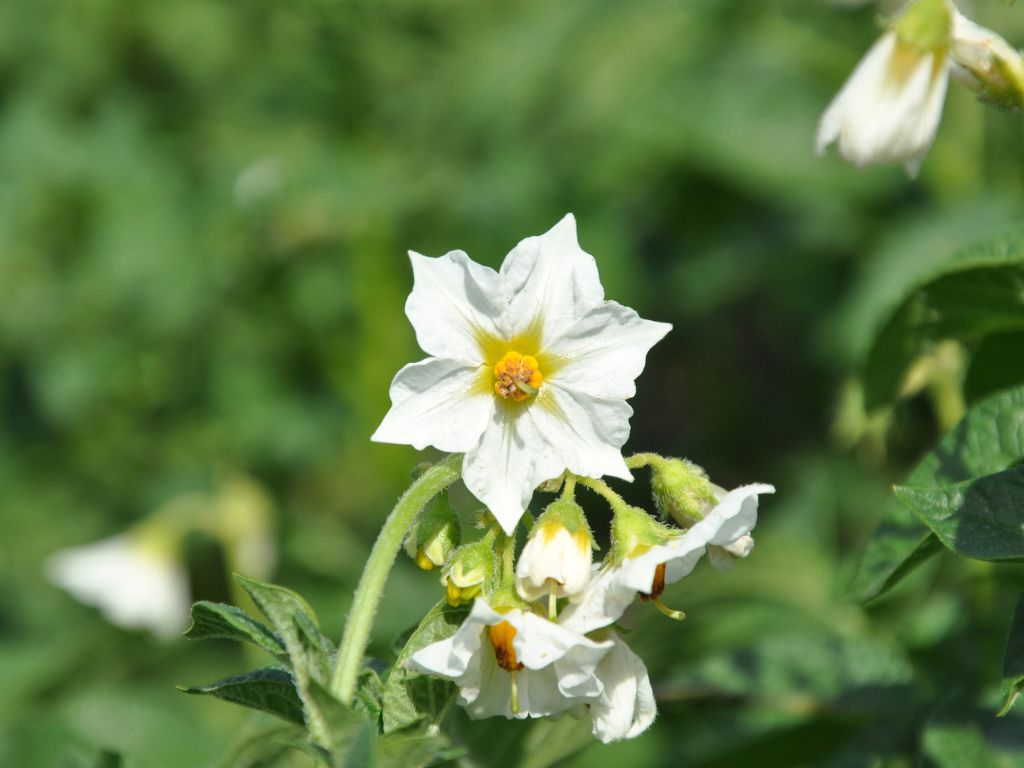 Die Blüte der Kartoffeln sind abfotografiert. Zu sheen ist eine weit geöffnete weiße Blüte mit sechs Blütenblettern und einem gelben Blütenstempel.