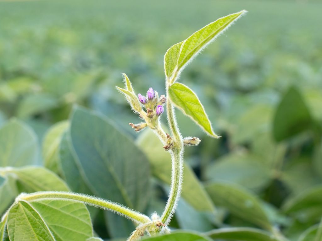 Eine kleine rosa Sojablüte beginnt sich zu öffnen.