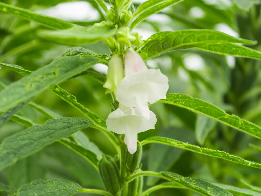 Die Sesamblüte sieht aus wie ein weiß-zart-rosaner, runder Kelch, der nach unten Zeigt.
