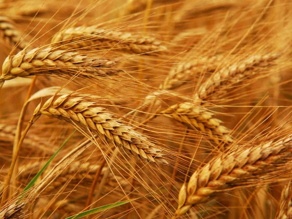 Mehrere braune Weizenähren mit großen Körnern und langen Grannen sind zu sehen.