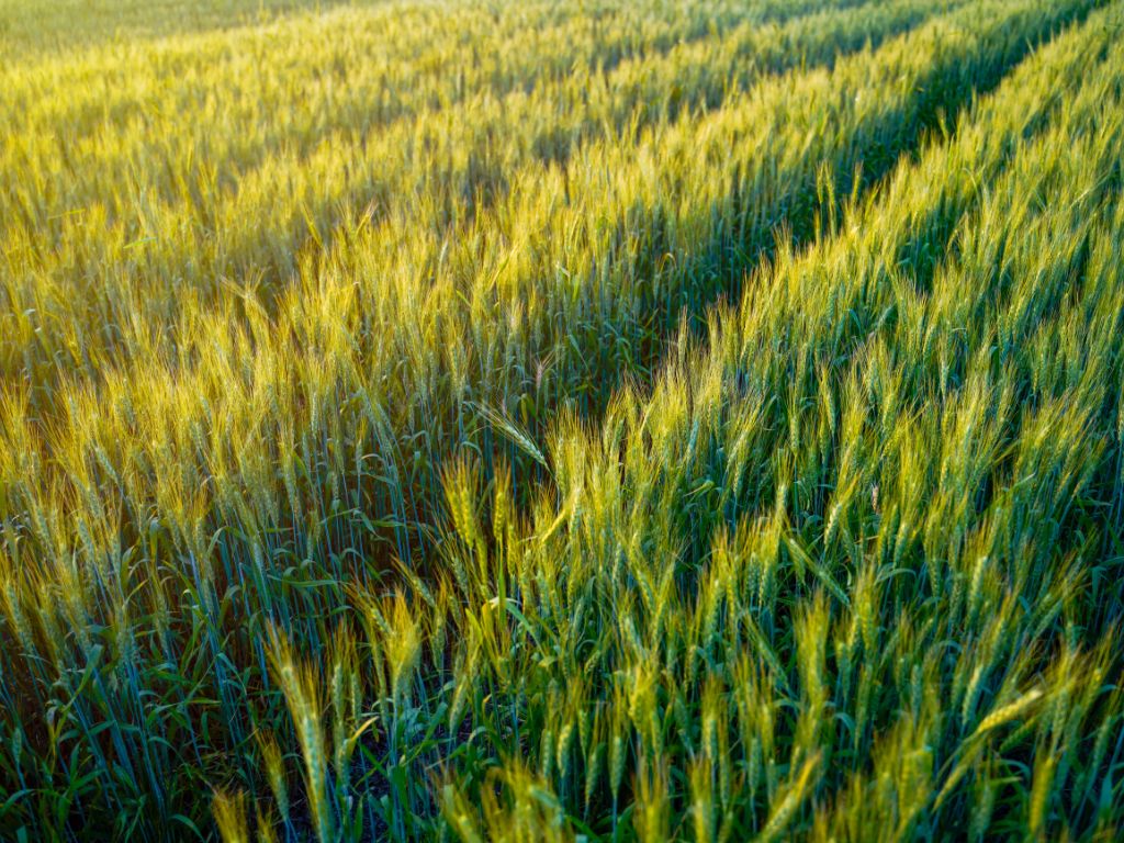 Ein großes Weizenfeld mit grünem Weizen in Reihen ist fotografiert.