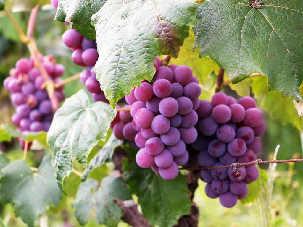 Auf dem Bild sind Rispen mit rosa-violetten Trauben zu sehen.