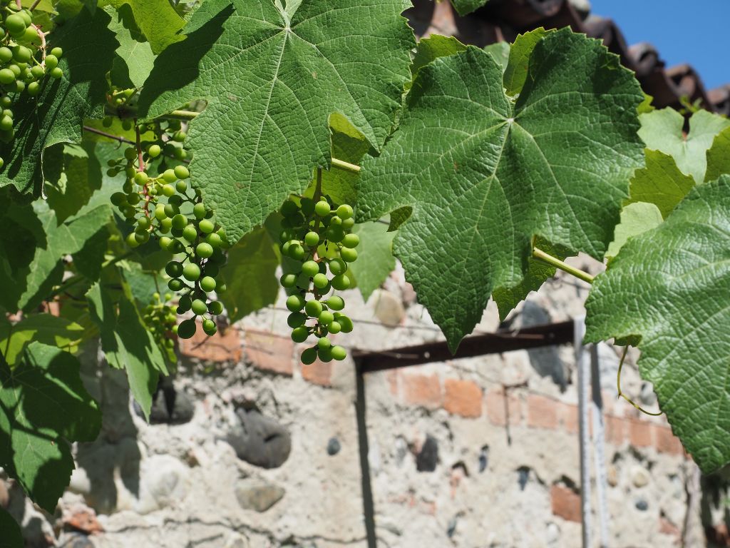Die Blätter der Weinpflanze sind groß und grün. Sie sind symmetrisch und grob herzförmig.