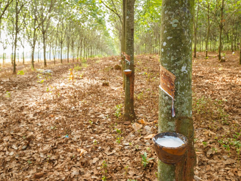 Einige Kautschukbäume sthen in langen Reihen. Jeder Baum ist an einer Stelle angeschnitten und in Schalen wird weißer Saft gesammelt.